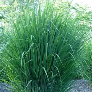 Panicum 'Northwind'
